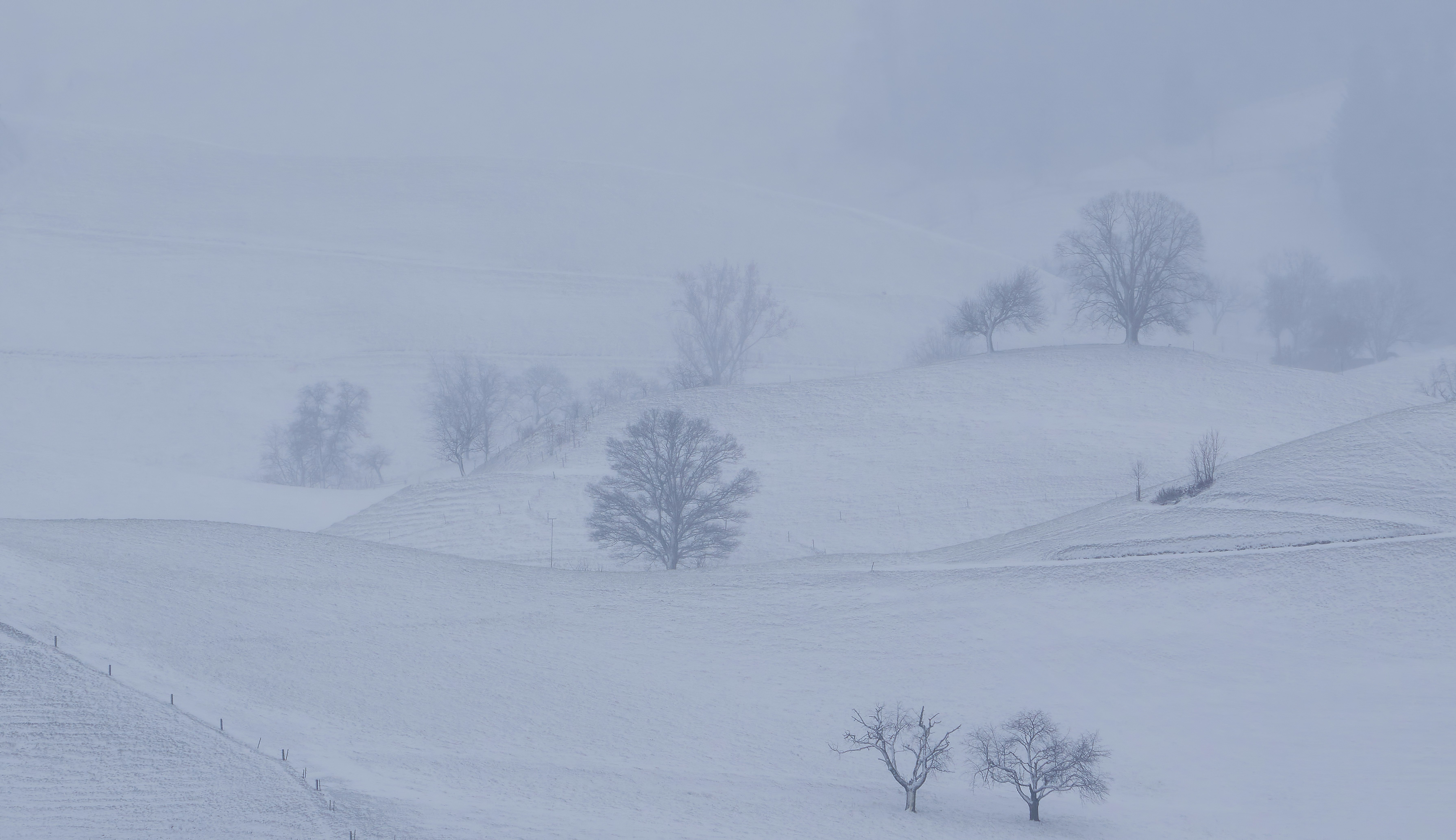 bare tree on snow covered field during daytime